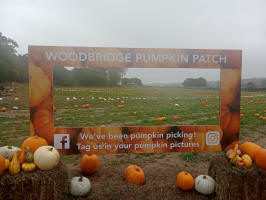 Woodbridge Pumpkin Patch on a wet grey morning!