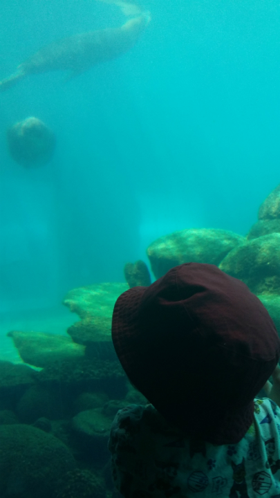 Enjoying the animals at Colchester Zoo.