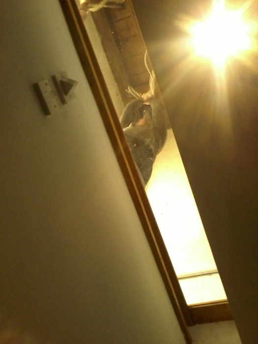 Novel view of ringing at Great Glemham from below!