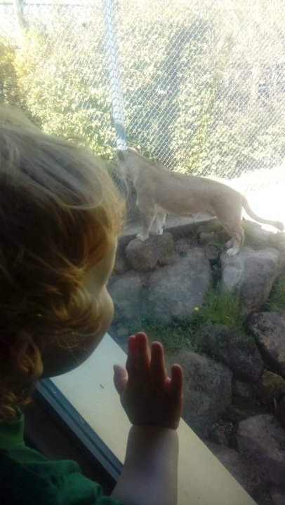 Keeping an eye on the lions.