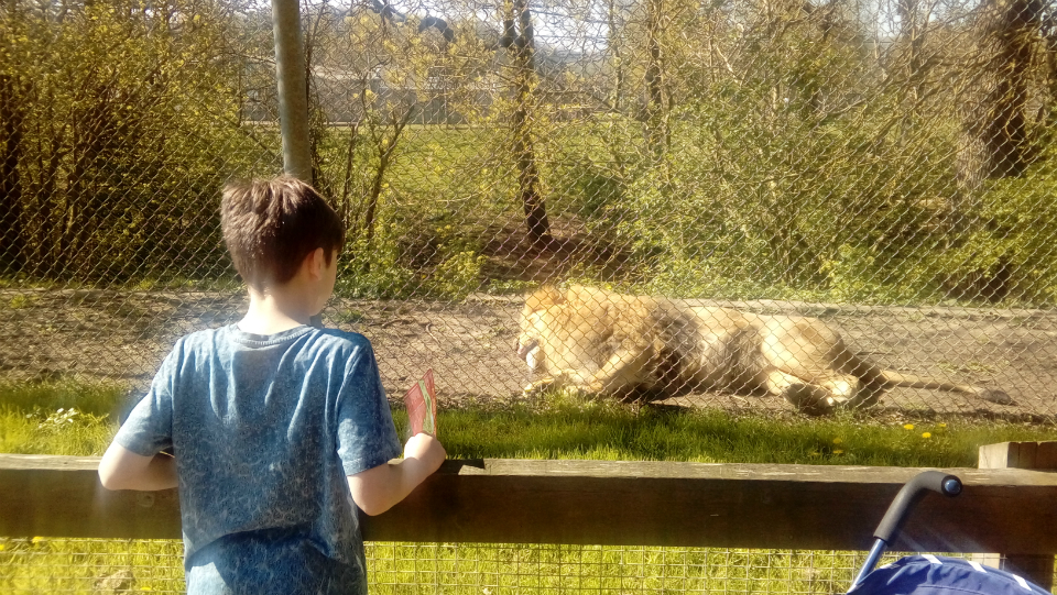 Keeping an eye on the lions.