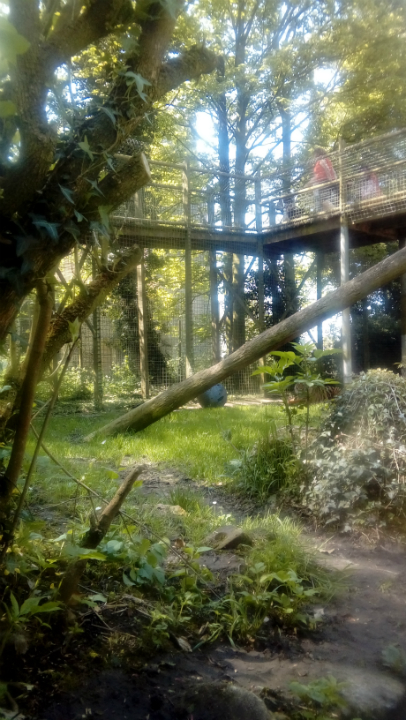 Tiger at Thrigby Hall Wildlife Gardens, overlooked by the church tower.