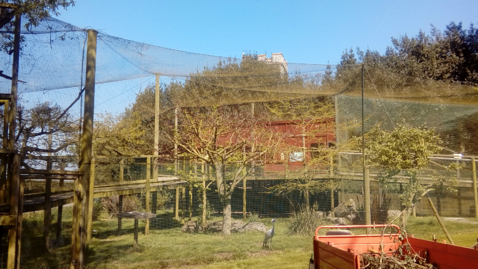 The church tower pokes out over one of the enclosures at Thrigby Hall Wildlife Gardens.