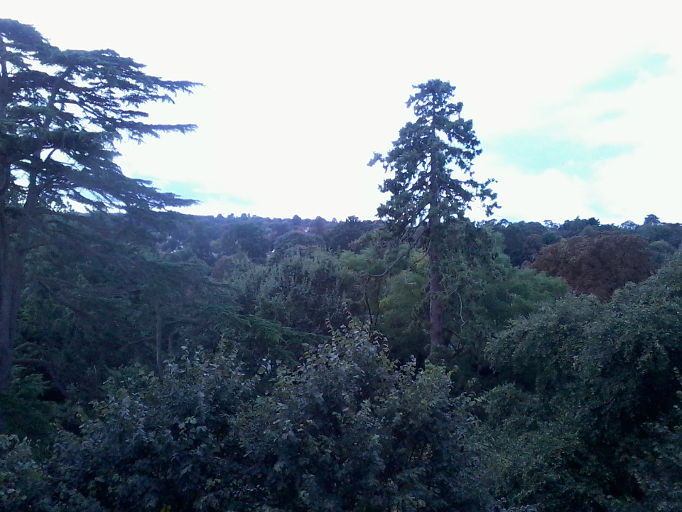 View from tower at Woodbridge.