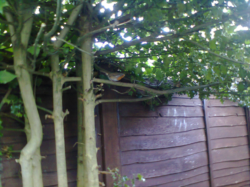 The friendly robin in our garden.