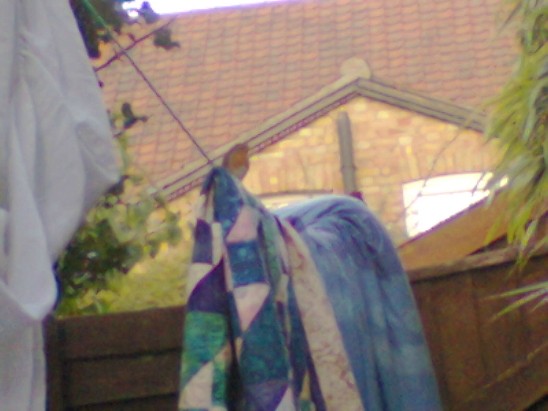 The friendly robin in our garden.